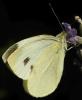 267138 – Photo : Antoinette Fleixas – France (21)